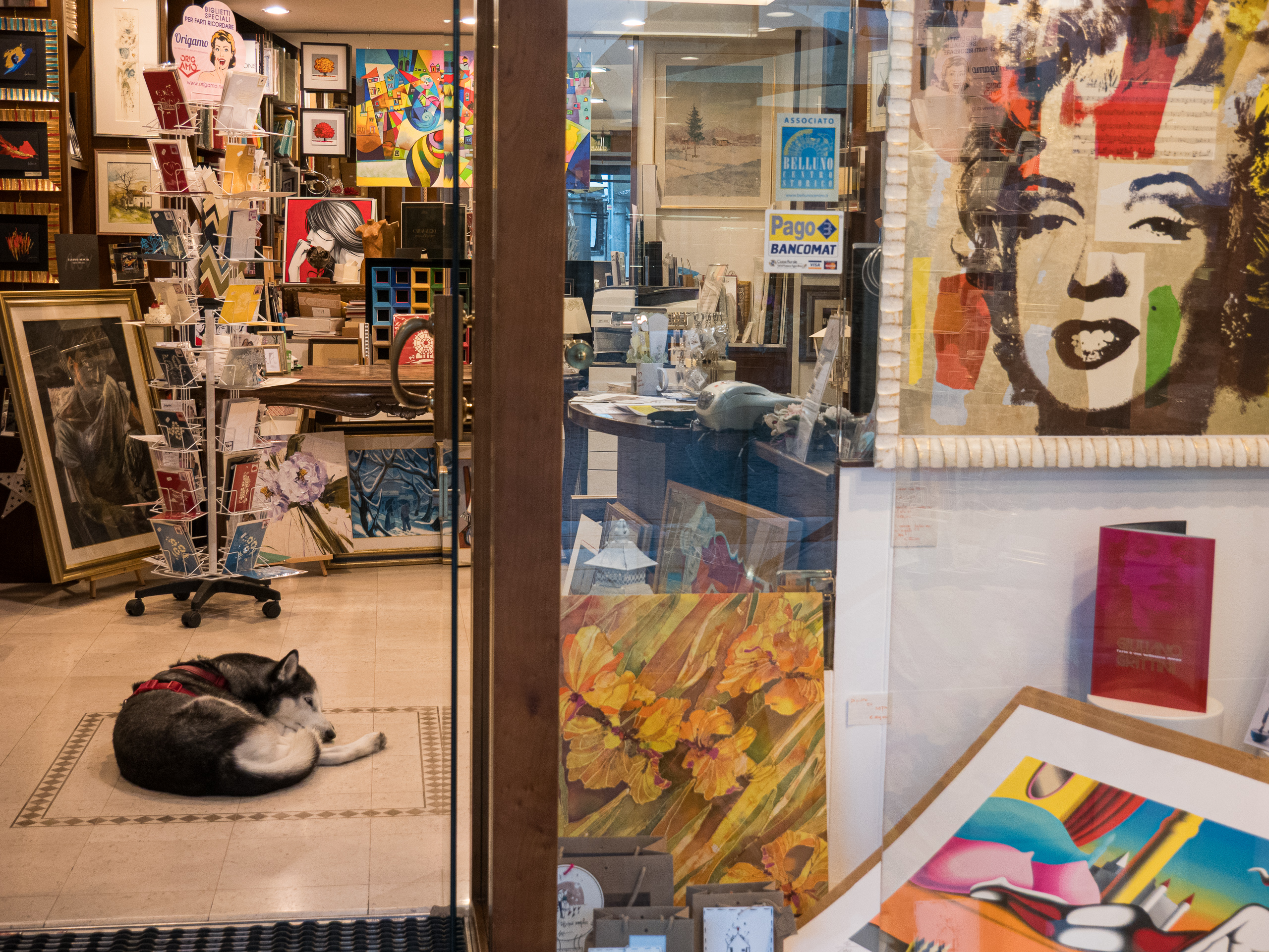 Ein Husky schläft im Schaufenster einer Kunsthandlung